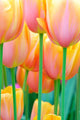 flower garden Wall Mural