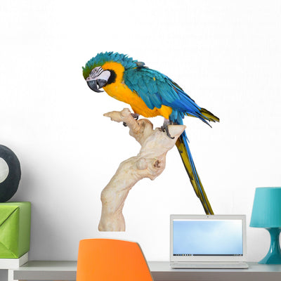 Blue Gold Macaw Wall Decal shown on a wall