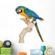 Blue Gold Macaw Wall Decal