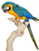 Blue Gold Macaw Wall Decal