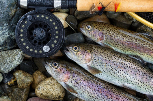 Catching Trout Wall Mural