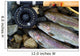 Catching Trout Wall Mural