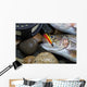 Trout Fly in mouth of Trout Wall Mural