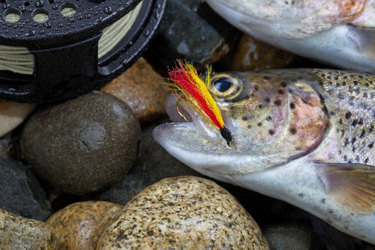 Trout Fly in mouth of Trout Wall Mural