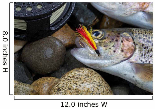 Trout Fly in mouth of Trout Wall Mural