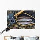 Trout inside Landing Net Wall Mural
