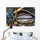 Trout inside Landing Net Wall Mural