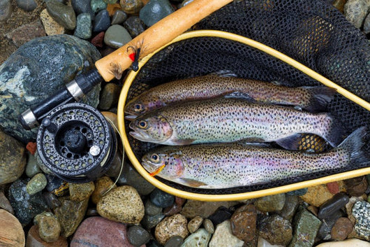 Trout inside Landing Net Wall Mural
