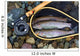Trout inside Landing Net Wall Mural