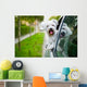 Maltese Puppy Looking out