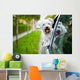 Maltese Puppy Looking out