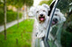 Maltese Puppy Looking out