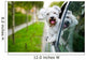 Maltese Puppy Looking out