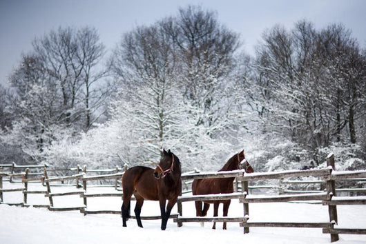 Chestnut horses winter Wall Mural