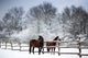 Chestnut horses winter Wall Mural