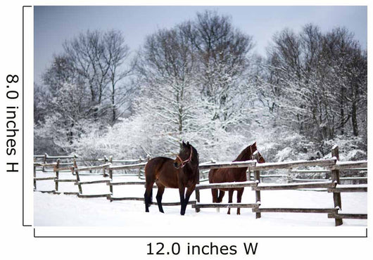 Chestnut horses winter Wall Mural