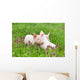 Piglets on grass Wall Mural