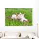 Piglets on grass Wall Mural
