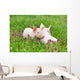 Piglets on grass Wall Mural