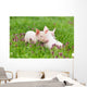 Piglets on grass Wall Mural