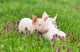 Piglets on grass Wall Mural