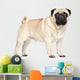 Pug Portrait