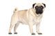 Pug Portrait