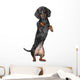 Miniature dachshund Wall Decal