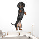 Miniature dachshund Wall Decal