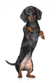 Miniature dachshund Wall Decal
