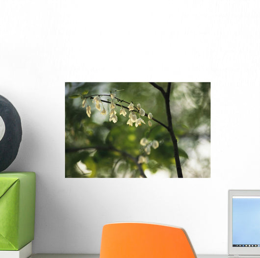Delicate white flowers adorn tree branch spring  Wall Mural