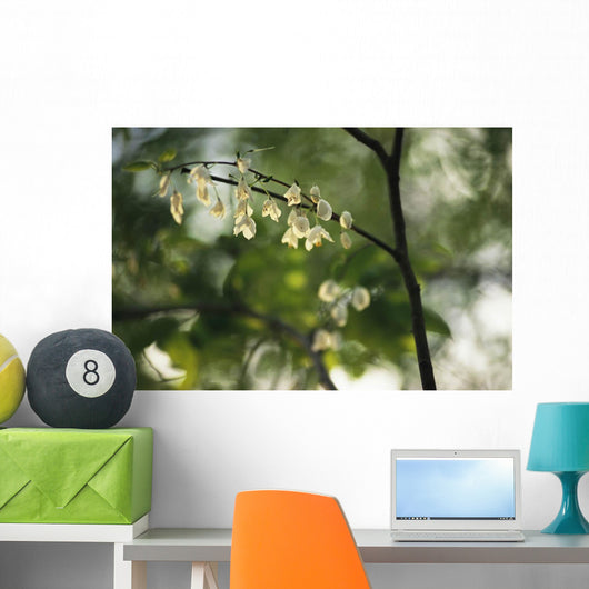 Delicate white flowers adorn tree branch spring  Wall Mural