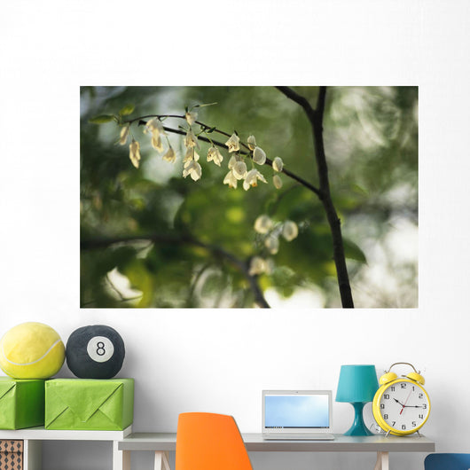Delicate white flowers adorn tree branch spring  Wall Mural