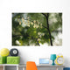Delicate white flowers adorn tree branch spring  Wall Mural