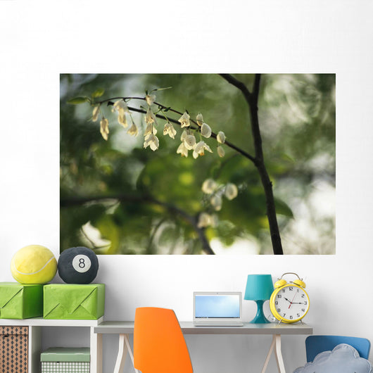 Delicate white flowers adorn tree branch spring  Wall Mural