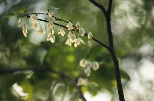 Delicate white flowers adorn tree branch spring  Wall Mural
