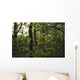  woodland view American holly tree foreground  Wall Mural