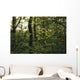  woodland view American holly tree foreground  Wall Mural