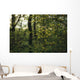  woodland view American holly tree foreground  Wall Mural