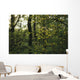  woodland view American holly tree foreground  Wall Mural