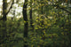  woodland view American holly tree foreground  Wall Mural