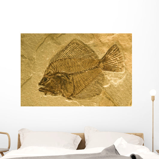 Fossil of a fish. Wall Mural