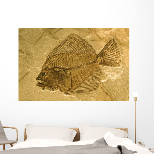 Fossil of a fish. Wall Mural