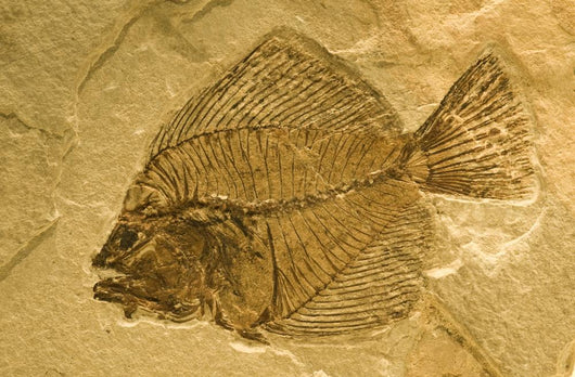 Fossil of a fish. Wall Mural