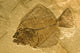 Fossil of a fish. Wall Mural