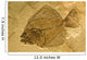 Fossil of a fish. Wall Mural