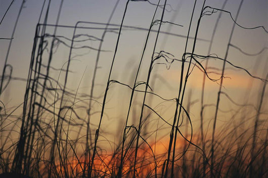 Tall grasses blowing wind twilight  Wall Mural