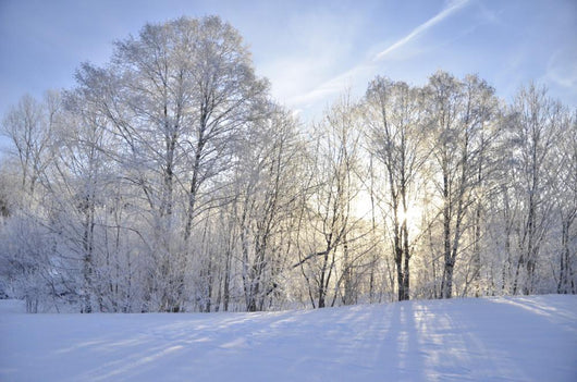 Winter-Stimmung Wall Mural