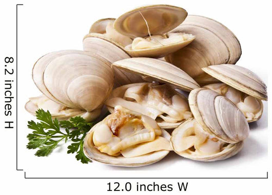 clams isolated on white background Wall Decal