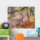 Whitetail Deer Buck Wall Mural